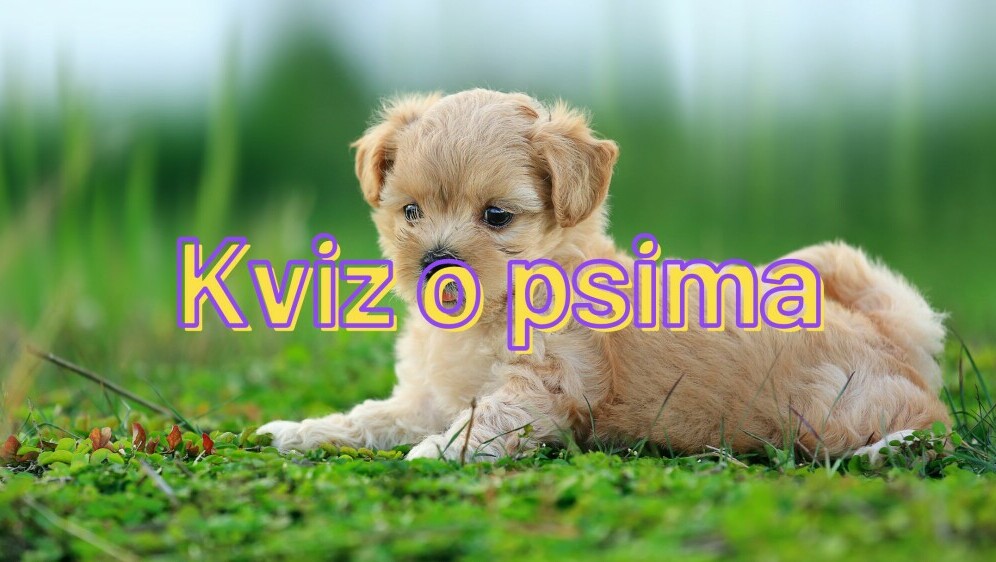 Štene koje leži na travi i naslov kviza