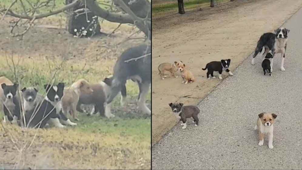 Pas sa svojim štencima na cesti