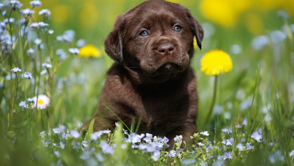 Štene labrador retrivera