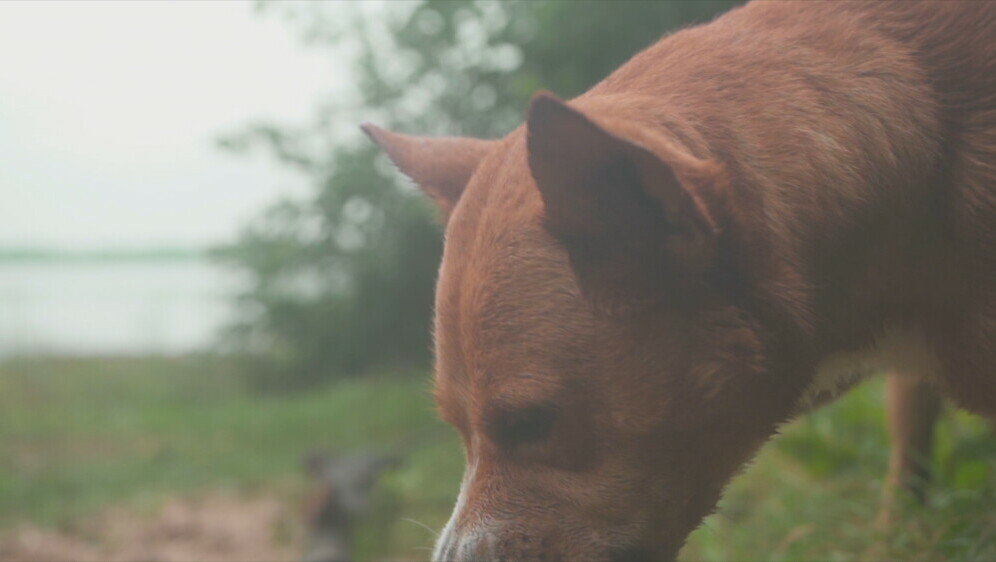 Gotov nalaz veterinarske inspekcije