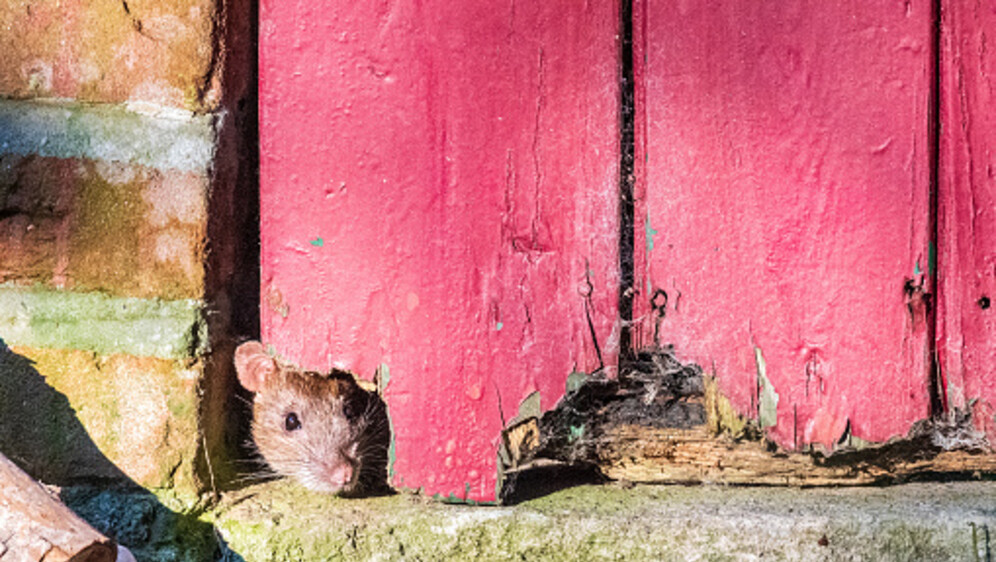 Štakor, ilustracija