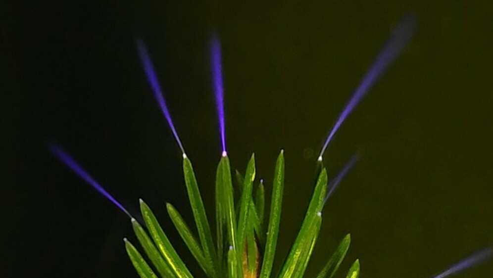 Korone na vrhovima borovih iglica