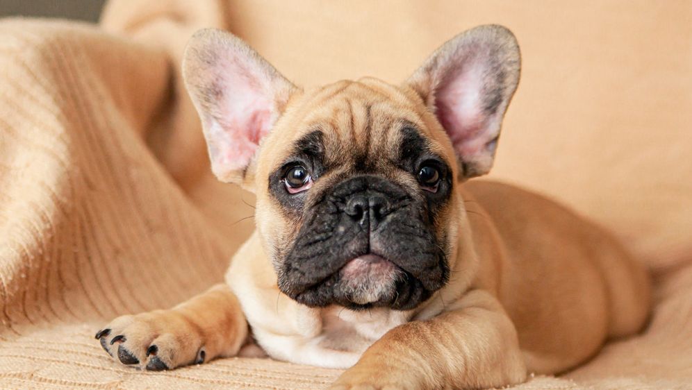 Štene francuskog buldoga