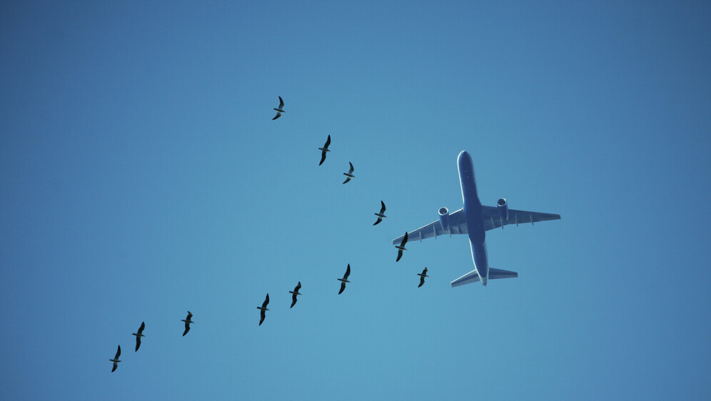 Kako se piše: letiti ili letjeti