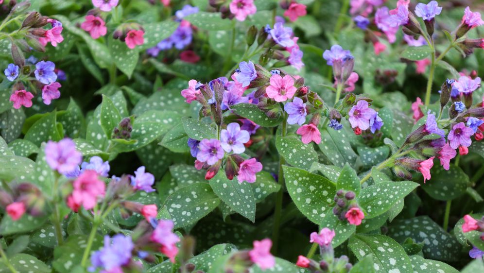 Plućnjak je cvijet koji stvara guste, dekorativne busene - 3