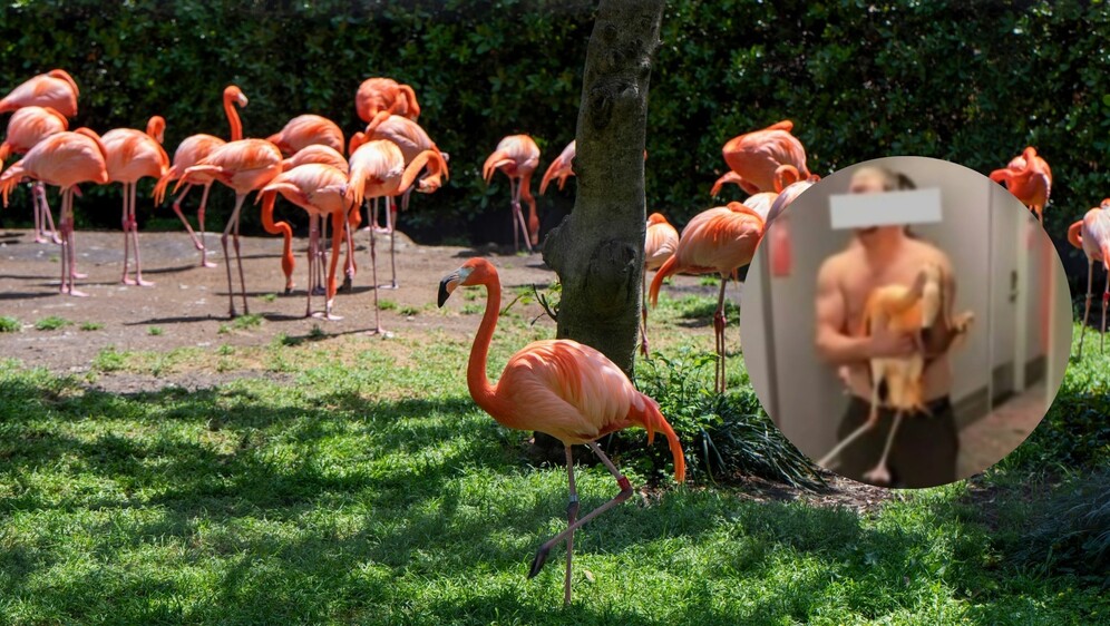 Stanište s plamencima i muškarac koji je jednog ukrao