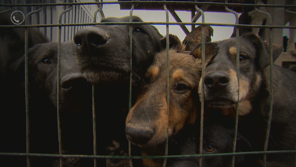 Divlja skloništa za životinje