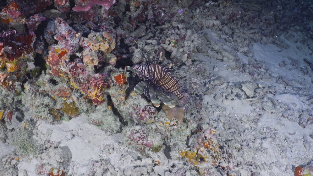 Opasna vrsta u Jadranu