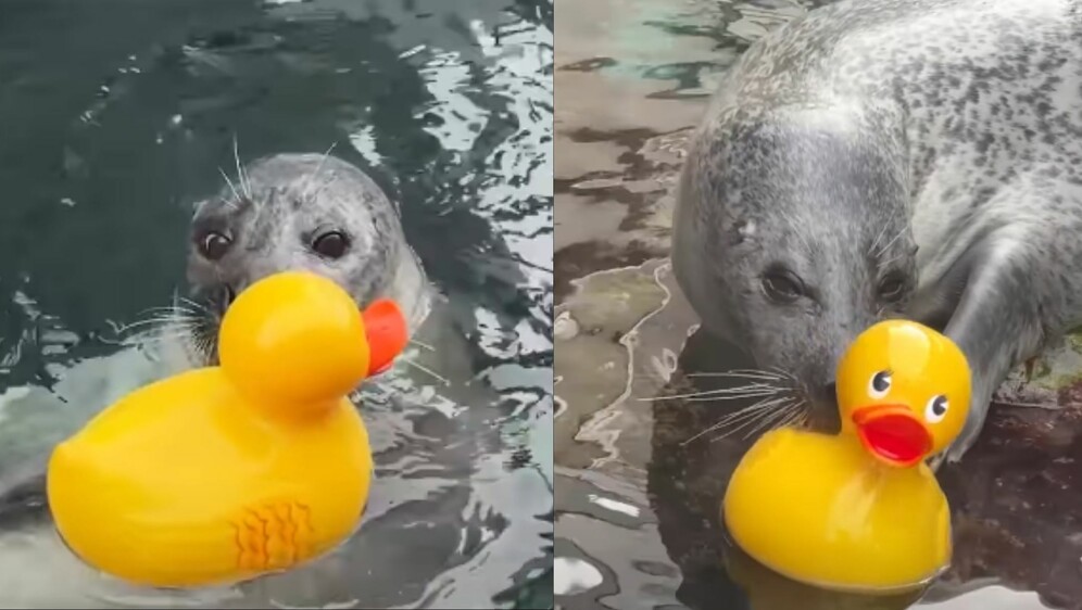 Tuljan Reggae u akvariju kako se igra s patkicom