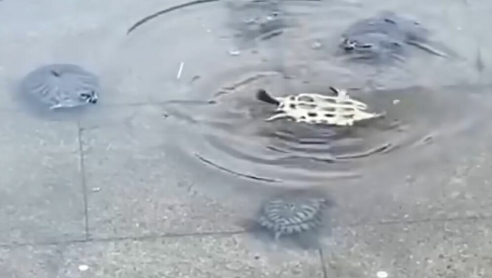 Kornjača na leđima