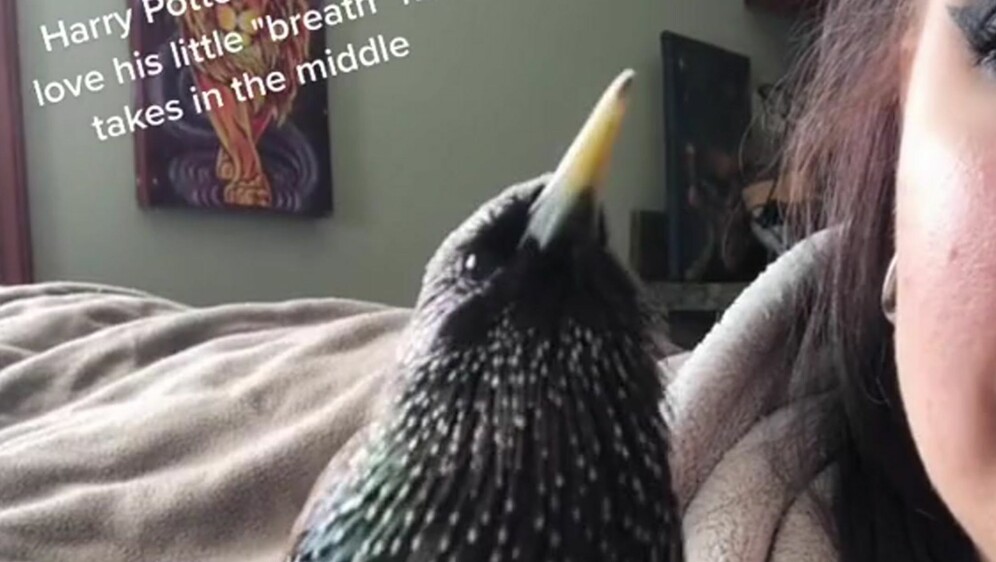 Ptica koja izvodi temu iz filma o Harryju Potteru