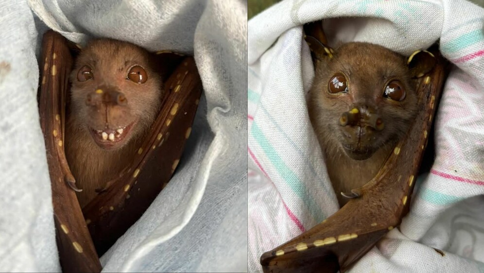 Šišmiš s neobičnim osmijehom