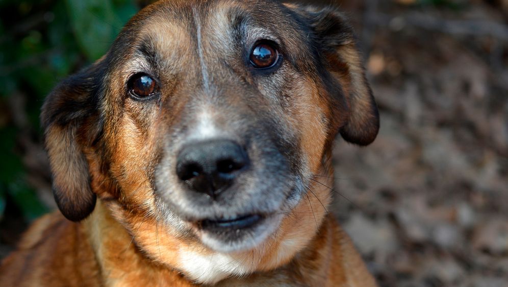 Nova akcija Udomljavanje je fora 28. ožujka u Zagrebu - 2