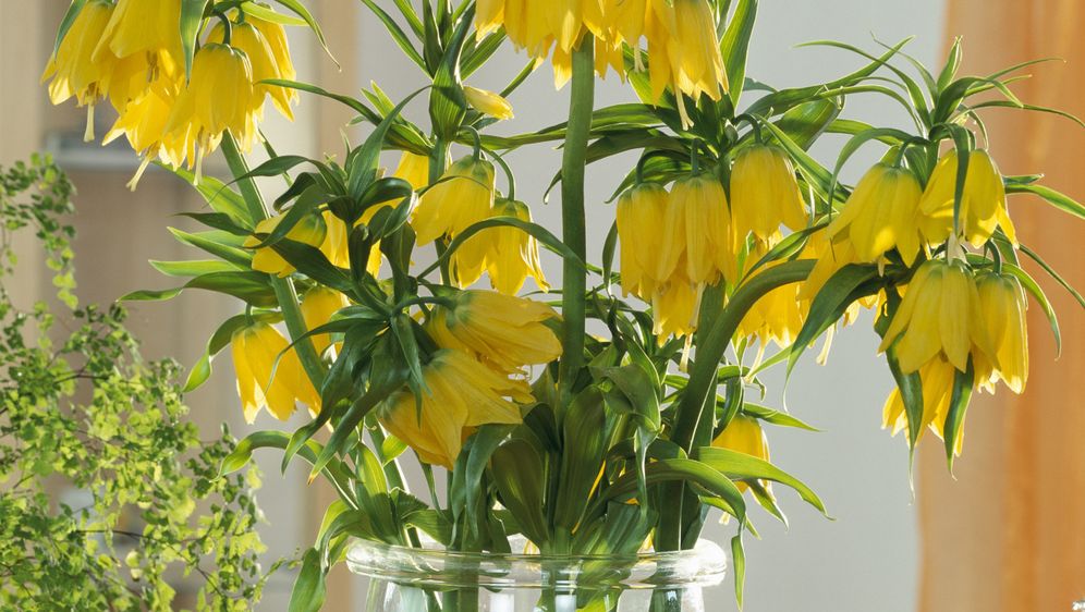 Carska krunica ime je dobila zbog 'krune' cvjetova koja ponosno stoji na vrhu visoke stabljike - 7