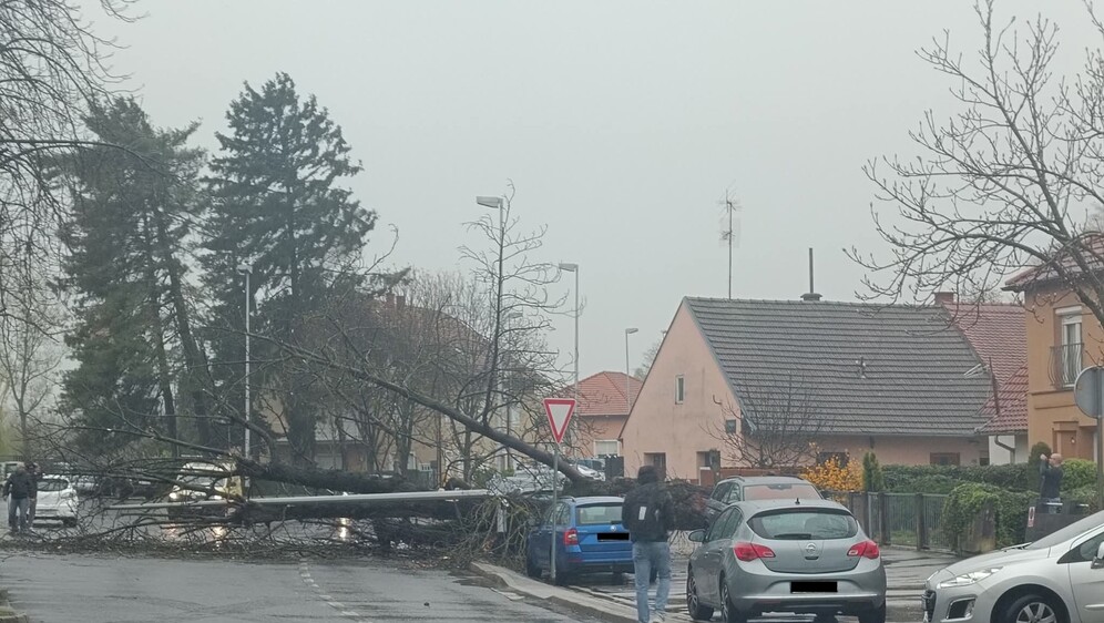 U Podsusedu se srušilo stablo