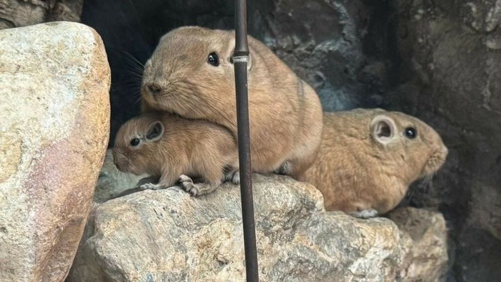 U Zagrebu prvi put na svijet došli dražesni gundiji