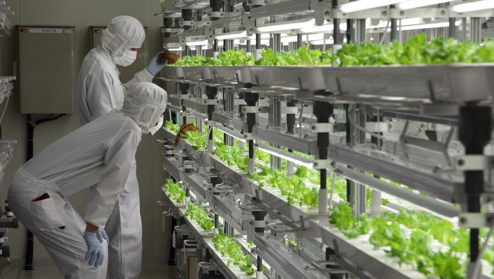 Fujitsu pokrenuo prodaju tvornički uzgojene salate