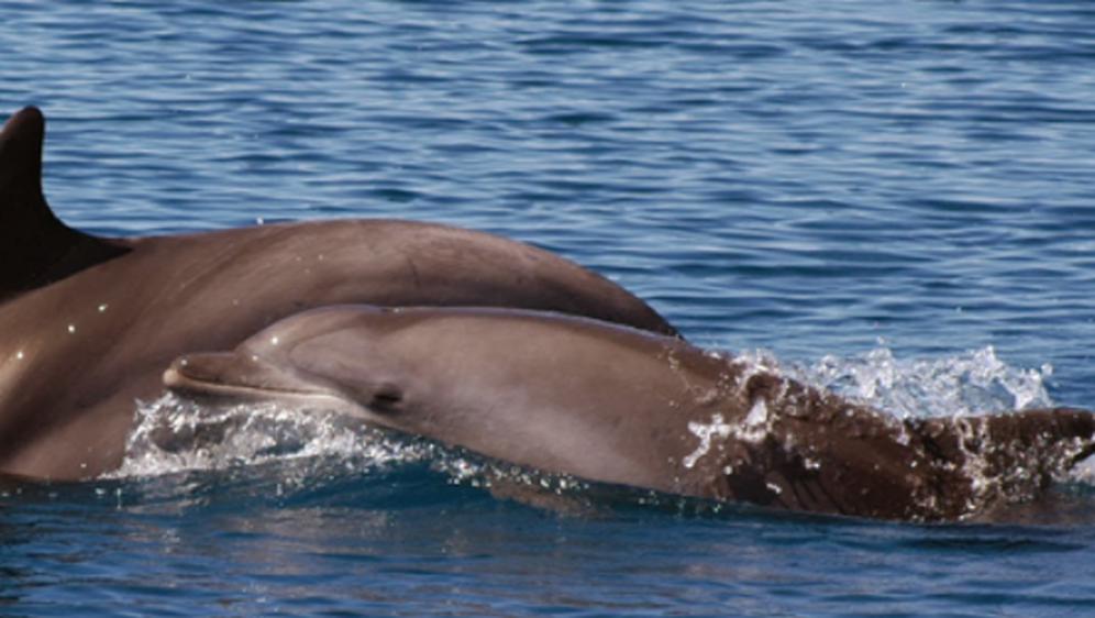 Ovo je aplikacija putem koje možete dojaviti opažanja morskih sisavaca