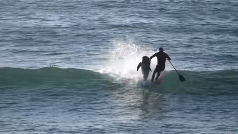 Razigrani dupin nokautirao surfera s daske (Screenshot YouTube)