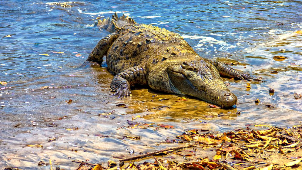 Morski krokodil (Foto: Thinkstock)