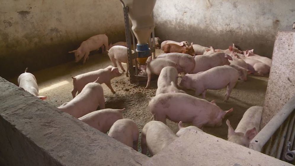 Afrička svinjska kuga pred vratima (Foto: Dnevnik.hr) - 2