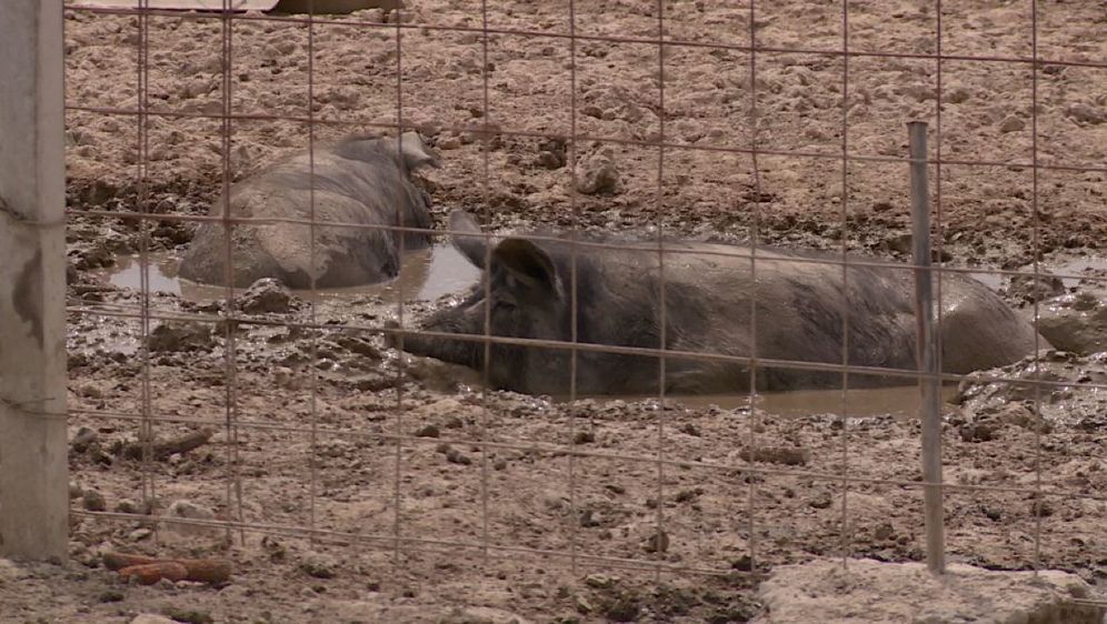 Upeterostručen uzgoj crne slavonske svinje (Foto: Dnevnik.hr) - 2