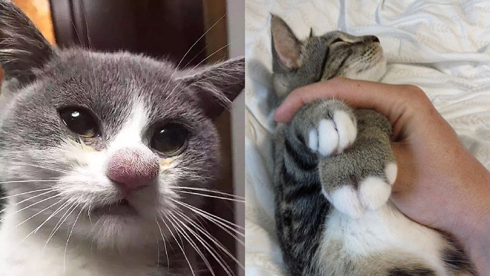 Mačke vs pčele (Foto: sadanduseless.com)