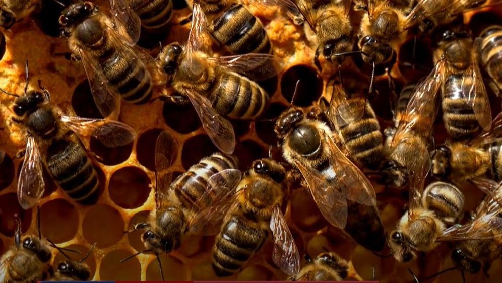 Rojevi pčela - 5