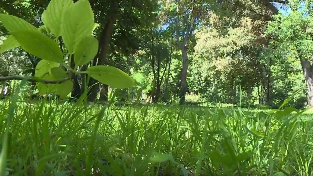 Priroda, ilustracija