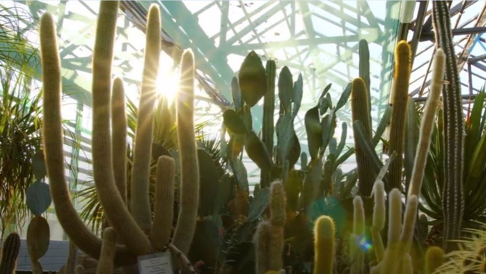 Informer: Kaktusi i sukulenti - 3