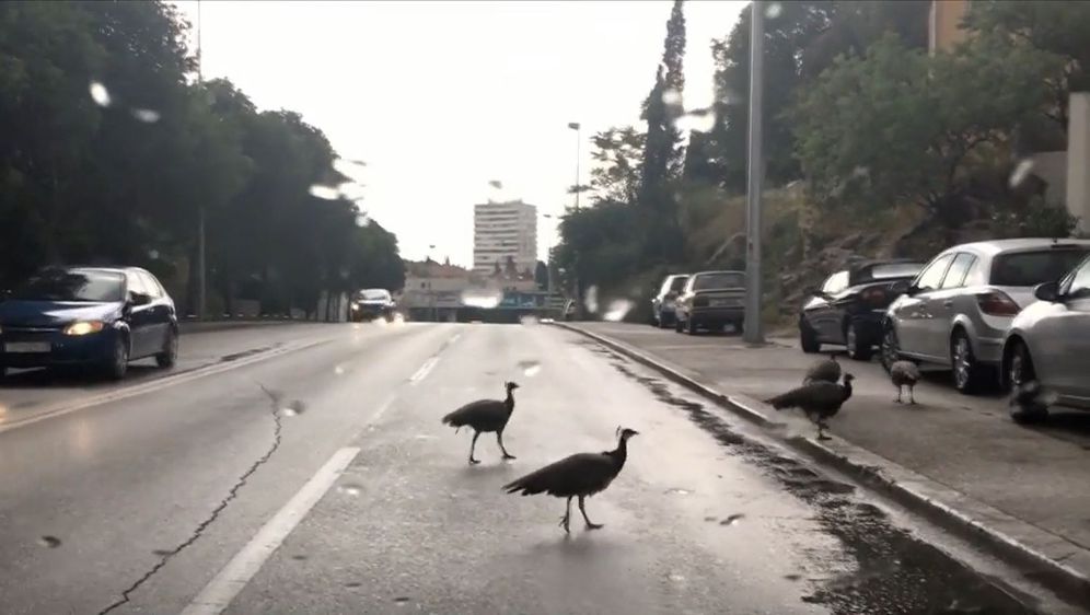 Paunovi prelaze preko ceste u Splitu