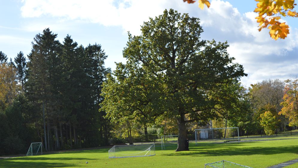 Stablo hrasta na nogometnom terenu, Orissaare, Estonija