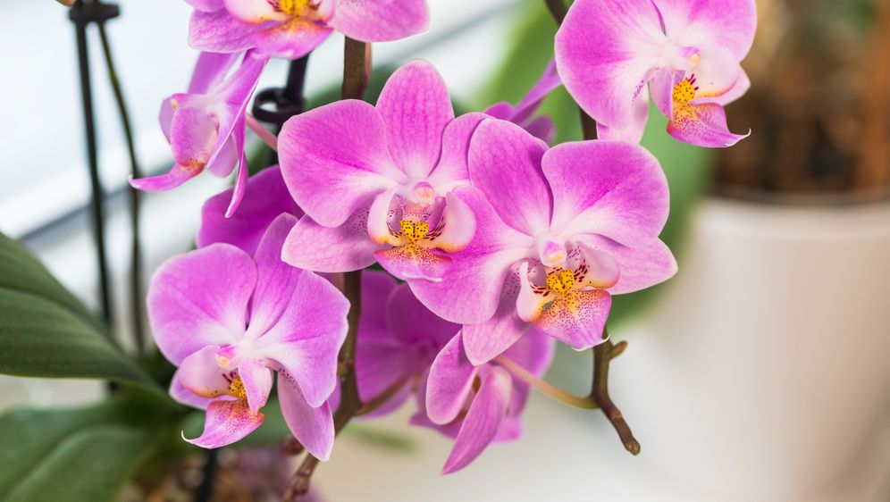 Orhideje znaju biti jako osjetljive, ali oko ovog prelijepog cvijeta itekako se isplati potruditi