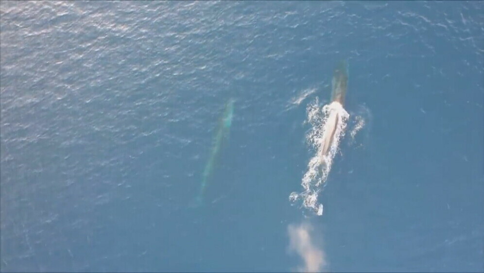 Veliki sjeverni kit u Jadranu - 4