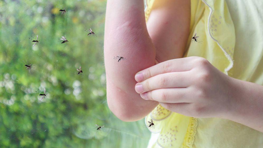 Komarci, ilustracija