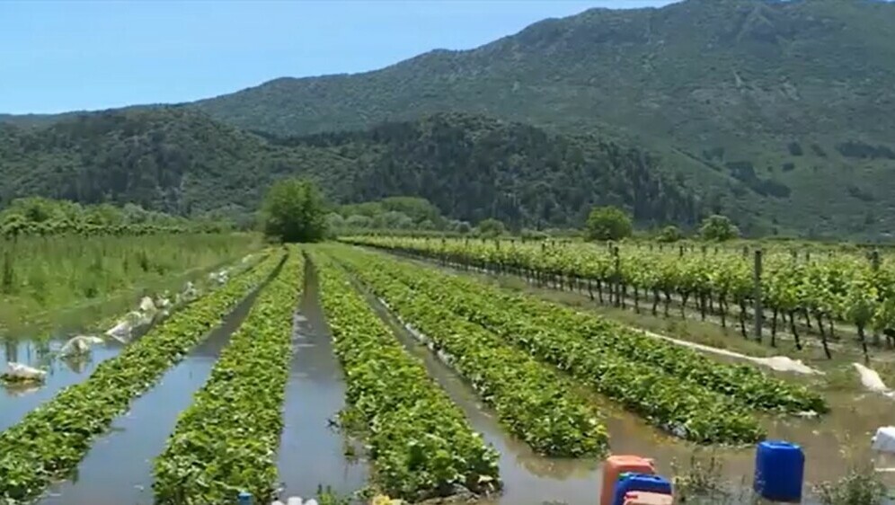 Štete na poljoprivrednim usjevima - 1