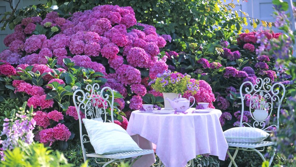 Prekrasni vrtovi s hortenzijama - 9
