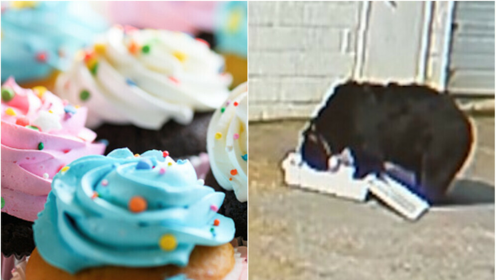 Medvjed ukrao kolačiće