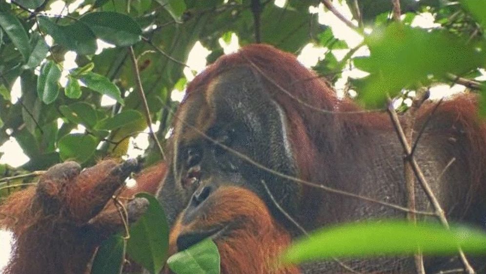 Orangutan Rakus koristi ljekovitu biljku za iscjeljivanje rane na licu