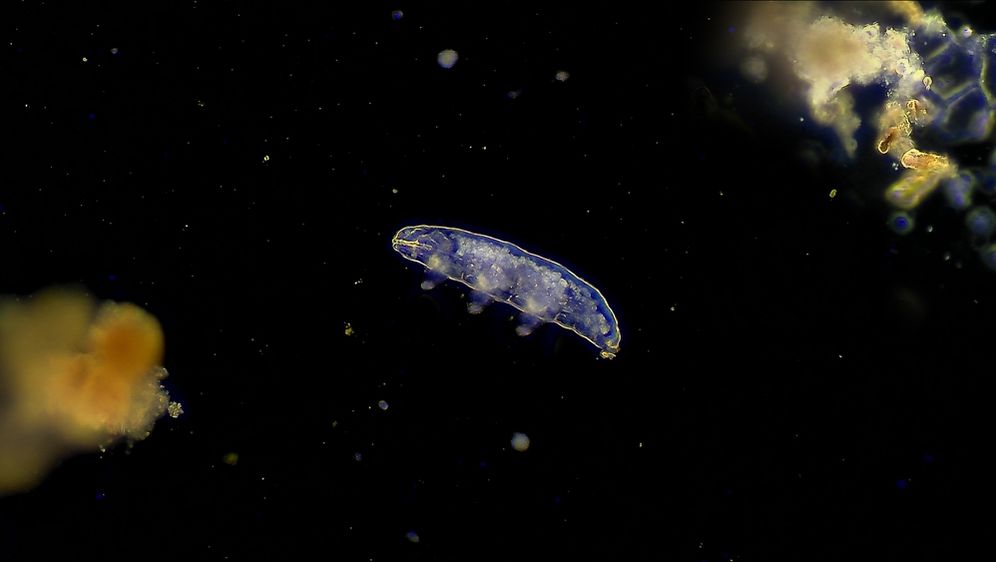 Tardigradi
