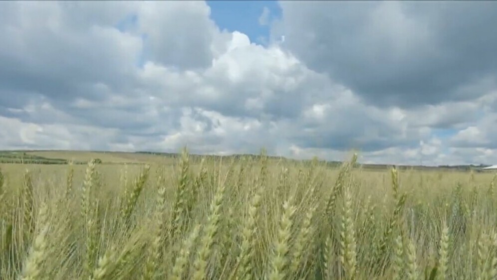 Hrvatska pšenica u Mađarskoj - 3