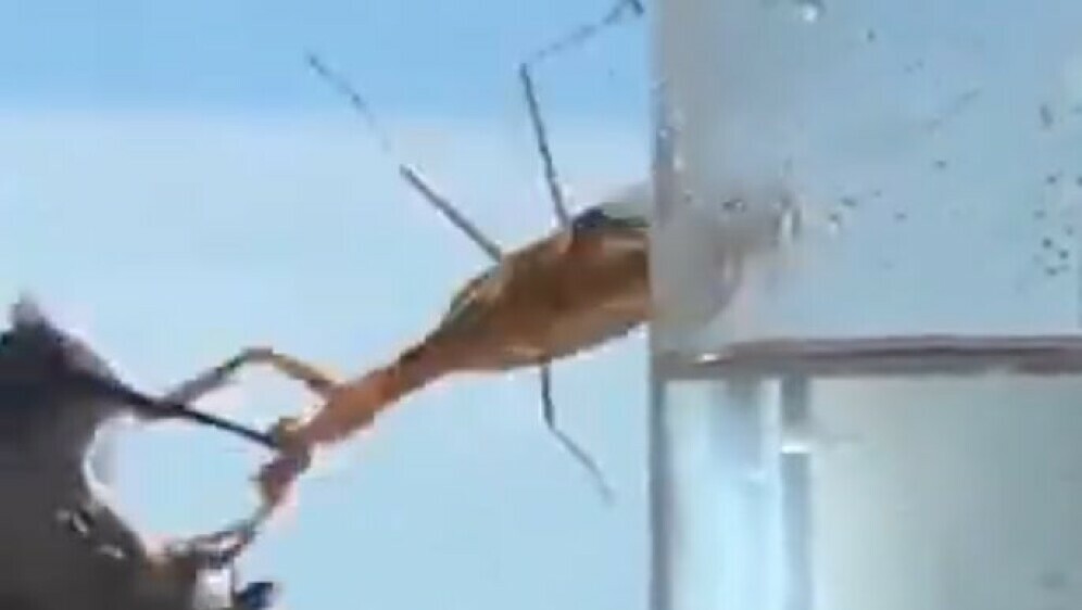 Bogomoljka i kolibrić