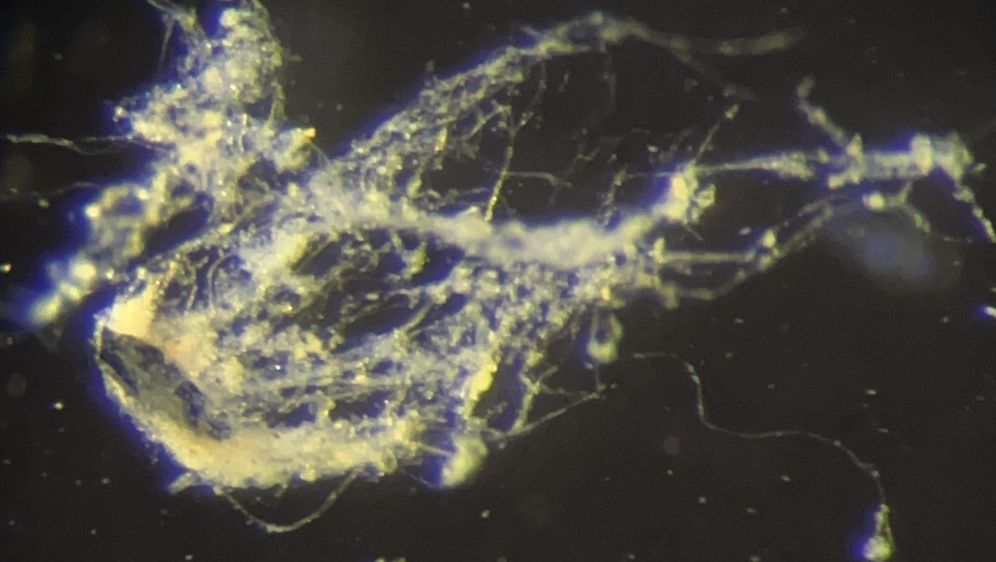 Candidatus Electrothrix yaqonensis