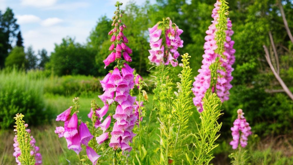 Naprstak (Digitalis)
