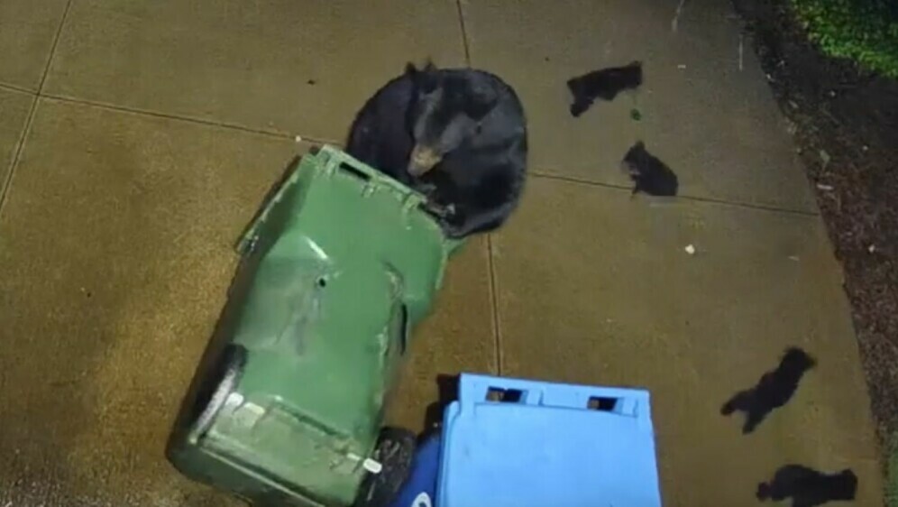 Medvjedići na trijemu