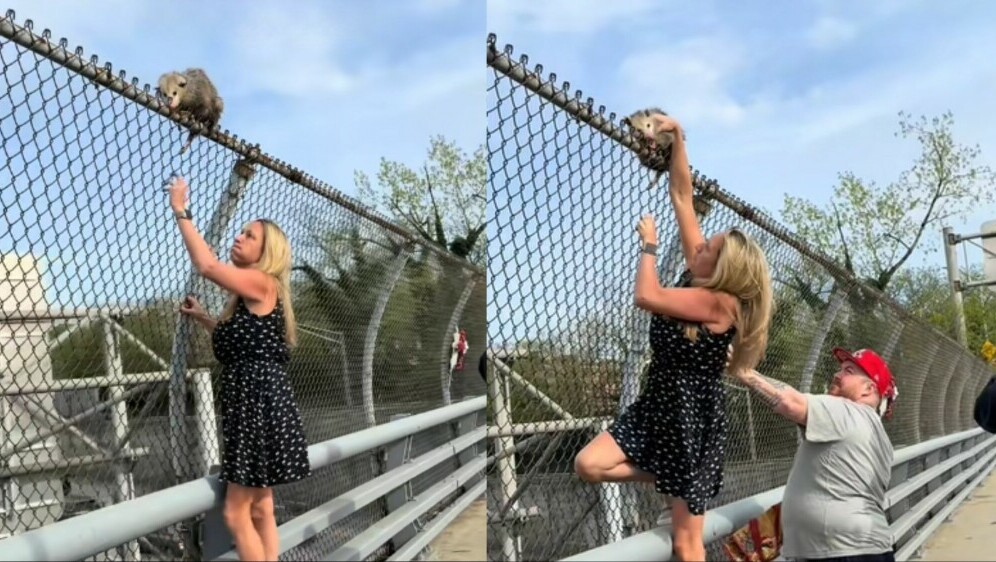 Meagan Licari kako spašava oposuma s vrha ograde