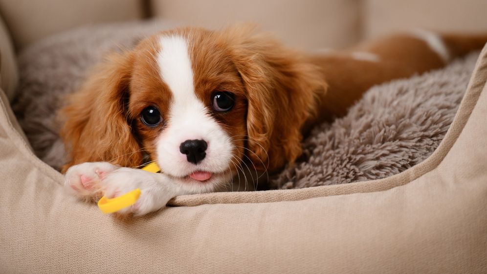 Cavalier King Charles španijel