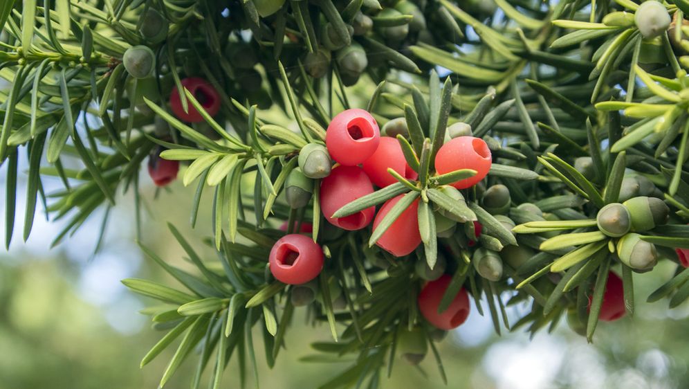 Najotrovnije biljke u Hrvatskoj -