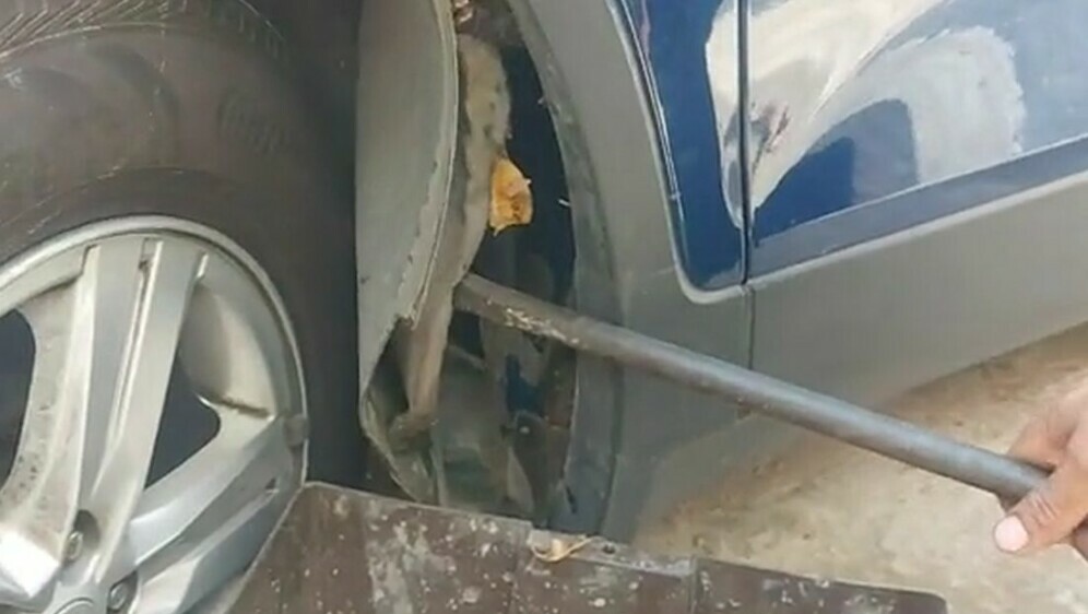 Uljez iza blatobrana