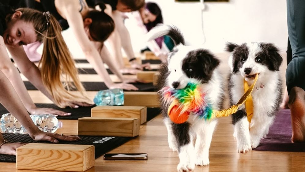 Paw Yoga